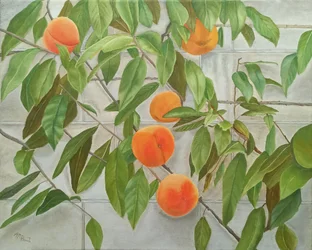 Fresh Peaches On Wall