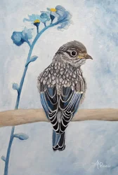Gentle Bluebird Fledgling