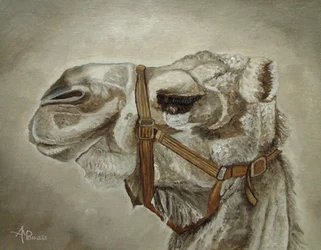 Gentle Camel Portrait