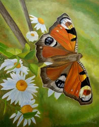 Peacock Butterfly Daisies
