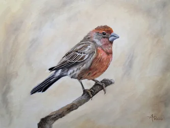 Perched House Finch