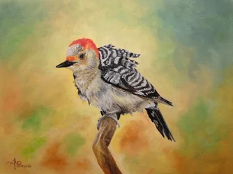 Red-bellied Woodpecker