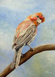Red Finch on Branch