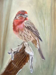 Red Finch on Snowy Branch