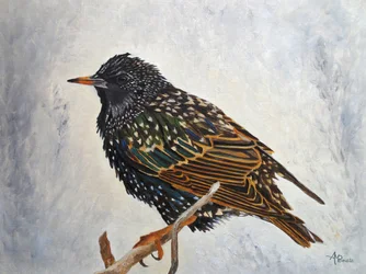 Vibrant European Starling