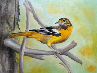 Vibrant Oriole Perched
