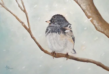 Winter Junco Bird