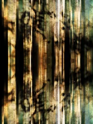 Abstract Forest Shadows