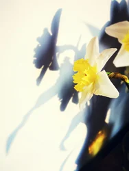 Daffodil Shadow Play