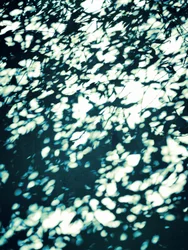 Dappled Leaf Shadows