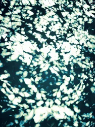 Dappled Light Leaves