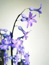 Delicate Purple Blooms