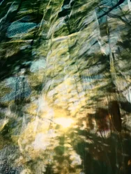 Dreamy Forest Sunlight