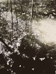 Ethereal Forest Sunlight