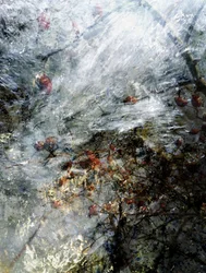 Frozen Red Berries