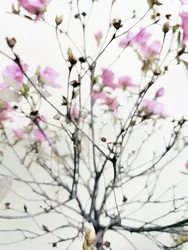Gentle Spring Blooms
