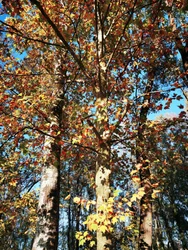 Golden Autumn Trees