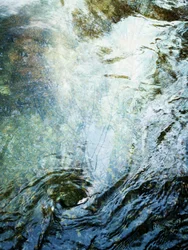 Liquid Forest (1)