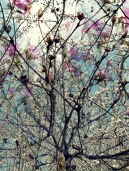 Pink White Spring Blossoms