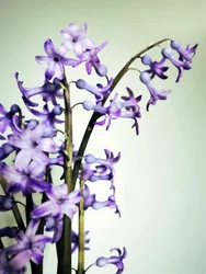 Purple Hyacinth Blooms