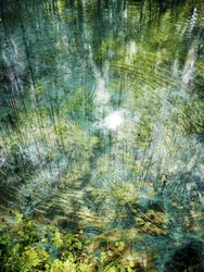 Rippling Forest Reflection