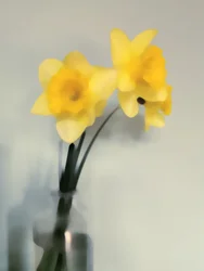 Soft Yellow Daffodils