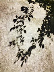 Sunlit Leaf Shadows