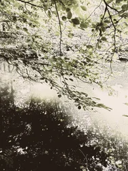 Sunlit Woodland Canopy