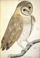 Barn Owl, 