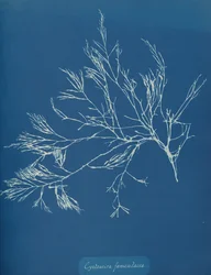 Cystoseira feniculacea, ca. 1853