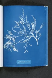 Cystoseira foeniculacea, from 