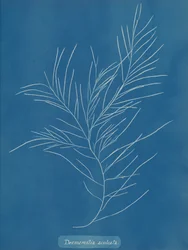 Desmarestia aculeata, ca. 1853