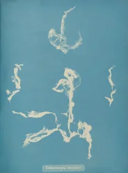 Enteromorpha ramulosa