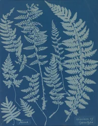 Ferns. Specimen of Cyanotype