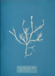 Fucus aeruginosus Turner. Med. Sea Sisbon New to Britain, ca. 1853