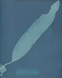 Laminaria saccharina