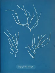 Polysiphonia Elongata