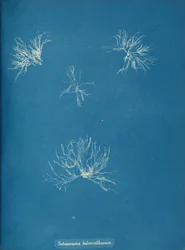 Schizonema Helminthosum