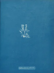 Sphacelaria Filicina