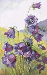 Blue flower, Postcard, 1940s
