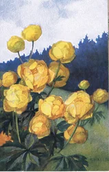 Yellow flower, Postcard, 1940s