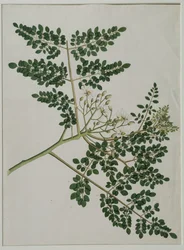 Moringa oleifera, also called horse-radish tree, or drumstick tree