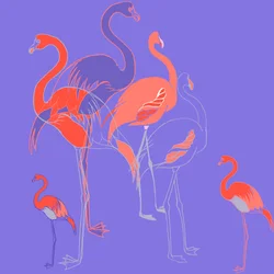 Flamingoes