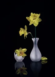 Graceful Yellow Daffodils