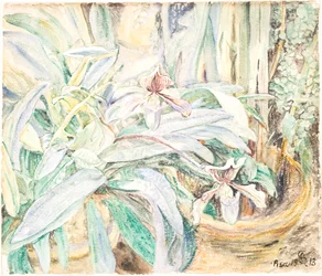 Orchids, Botanical Garden, Pisa