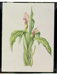 Carla Lily, 2000
