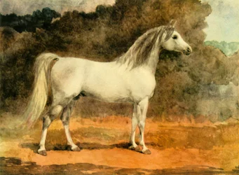 A Famous Arabian Stallion