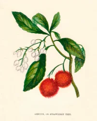Arbutus, or Strawberry Tree, c1891, 1891