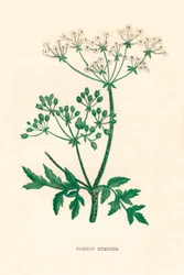 Common Hemlock, c1891