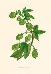 Common Hop, c1891